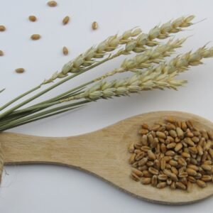 Wheat